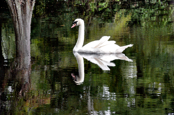 Royal White Mute Swan